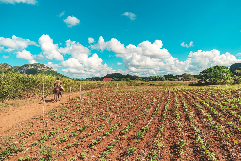 Save Download Preview Tobacco sprouts grow in a row on a plantation in the Vinales valley, Cuba. Beautiful rural landscape.